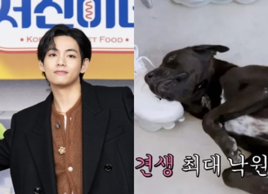 Fact Check: Had BTS's V Covered Treatment Costs for 'Seojin's' Mascot Dog Pero